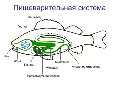 Пищевая база исчезновение рыб