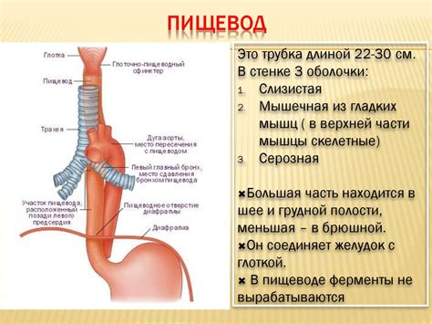 Пищевод