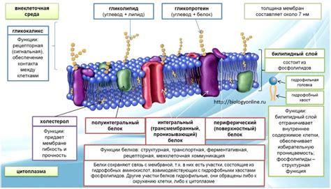 Плазматическая мембрана: структура и функции