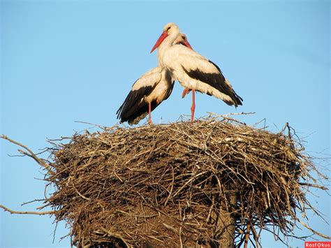 Плодородие и процветание в символике гнезда аиста на дереве