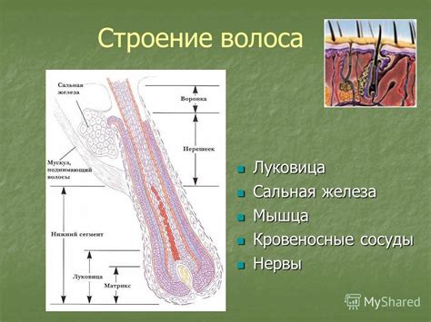 Плохая эластичность волосяных фолликулов