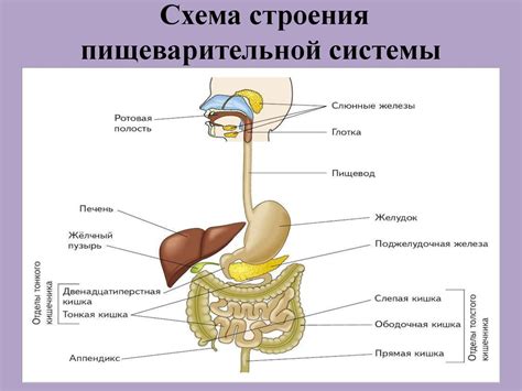 Побочные эффекты для пищеварительной системы