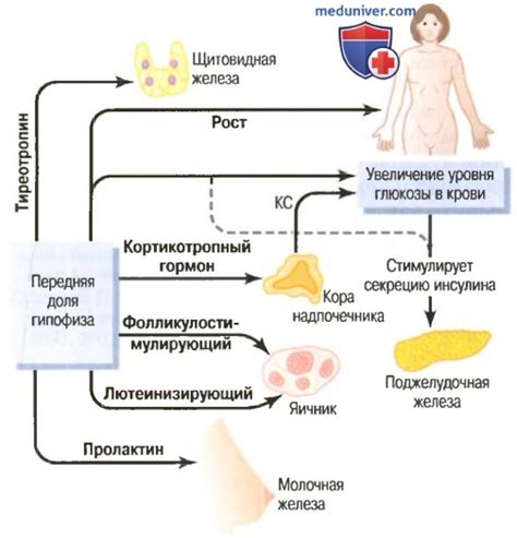 Побочные эффекты коления гормонов