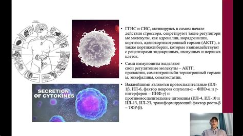 Повреждение органов и негативное влияние на иммунную систему