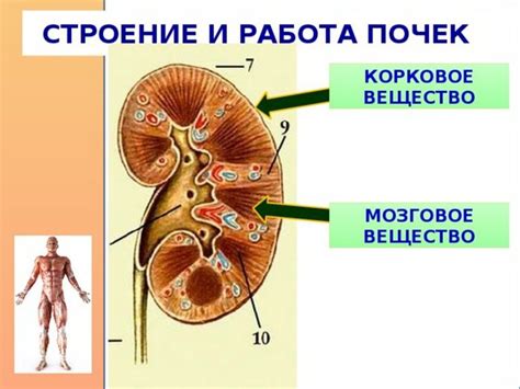 Повышенная нагрузка на почки и мочевыделительную систему