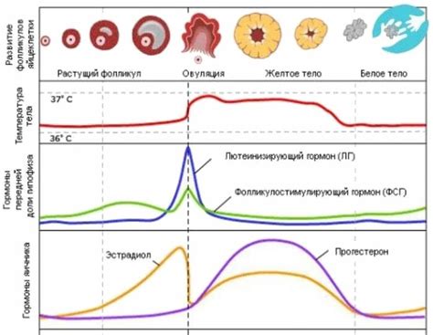 Повышенный уровень ЛГ гормона у женщин