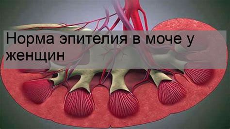 Повышенный уровень эпителия в моче у женщин: что это означает?