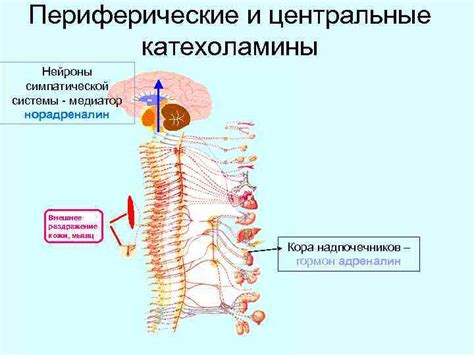 Подавление активности симпатической системы