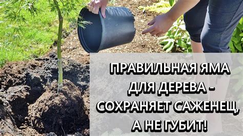 Подготовка саженца и подвоя