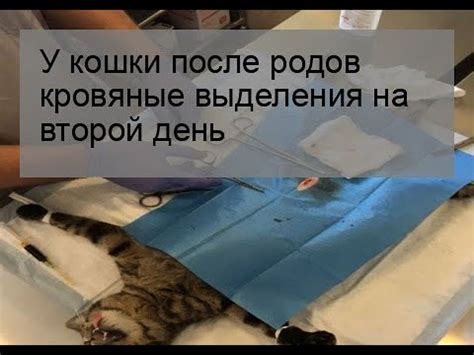 Поддержка кошки после родов: важность активного взаимодействия и ласки