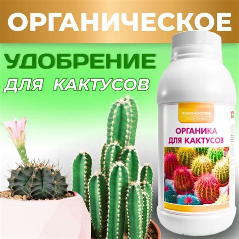 Подкормка кактусов для цветения