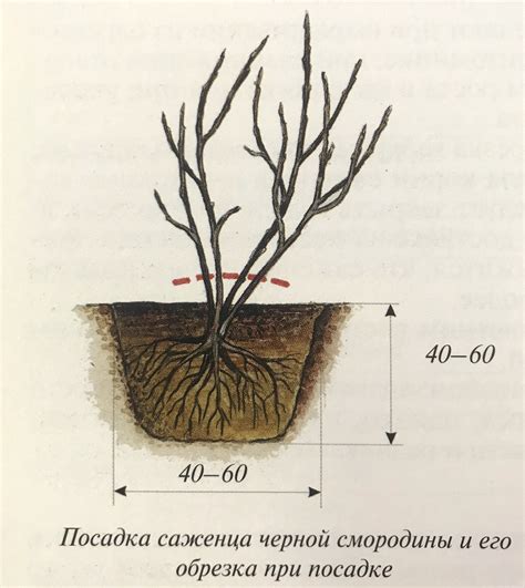 Подрезка и обрезка смородины при пересадке осенью