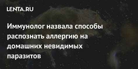 Подсознательные сообщения о невидимых преградах: взгляд на значения снов о присутствии мух