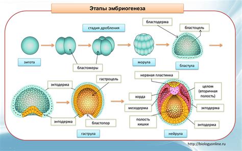 Поздняя формация легких во время эмбрионального развития