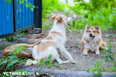 Поиск временных приютов для котят и кошки