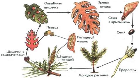 Поиск пары и размножение