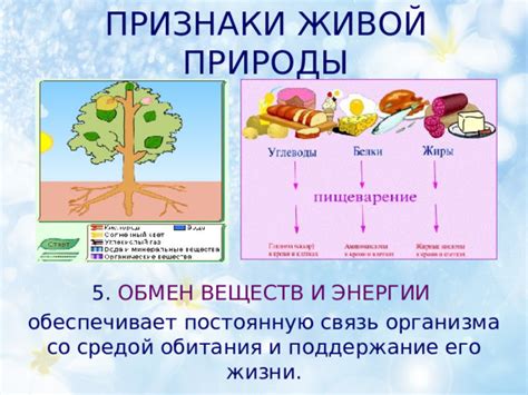 Полдник: поддержание энергии и концентрации