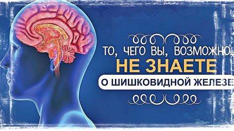 Полезность активации шишковидной железы для организма