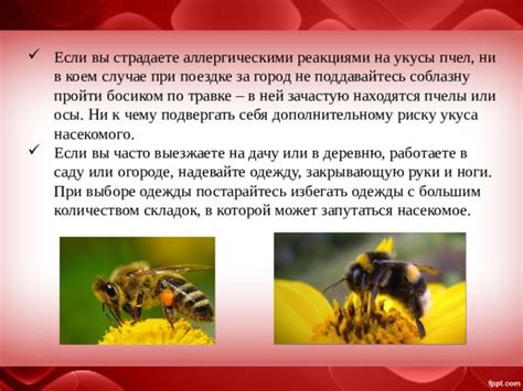 Полезные или неблагоприятные значения снов, связанных с большим количеством шмелей и пчел