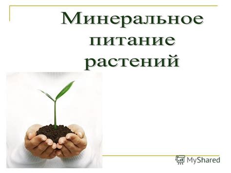 Полезные советы по интерпретации снов с поглощением цветных растений