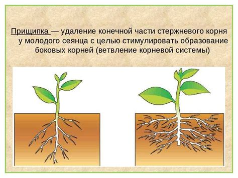 Полное развитие корневой системы фиалки