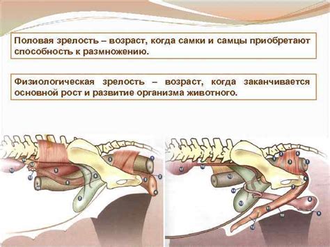 Половая зрелость и стресс