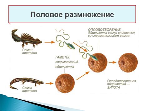 Половое размножение