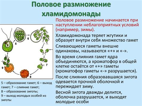 Половое размножение: особенности и механизмы