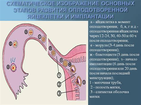 Половой акт и зачатие