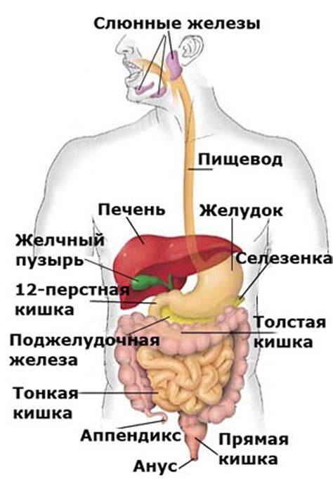 Половые органы и пищеварение