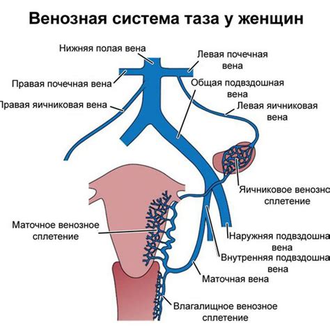 Положение яичек у женщин