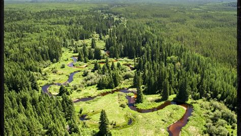 Получение комплексного понимания о лесных ресурсах и их использовании