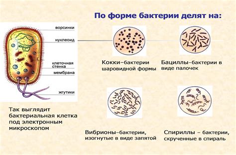 Польза бактерий в организме