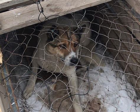 Польза захоронений в приюте для животных