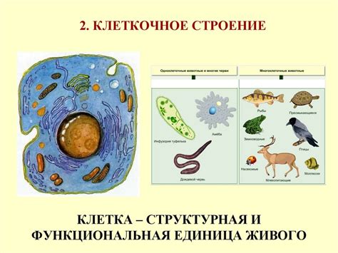 Понимание основ живых организмов