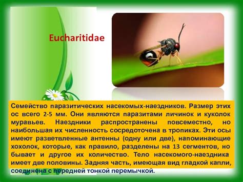 Понимание снов, где встречаются образы паразитических насекомых