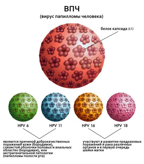 Понятие вируса папилломы человека