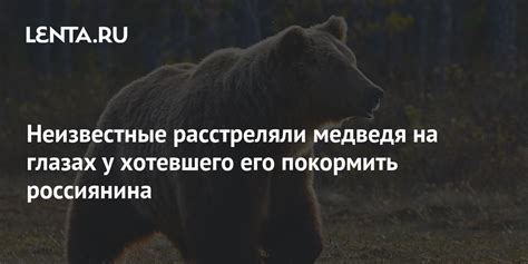 Поражение или шалость? Видение разговаривающего медведя перед мужчиной во время сновидения