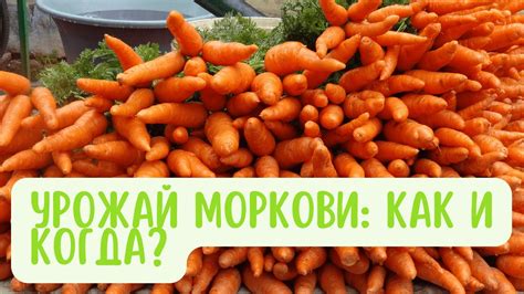 Пора сбора моркови