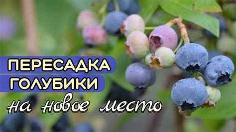 Посадка голубики на новое место: часто задаваемые вопросы