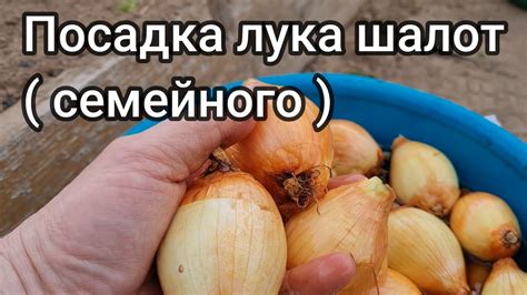 Посадка лука шалот осенью