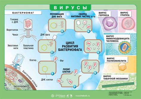 Последствия заражения вирусами и способы защиты