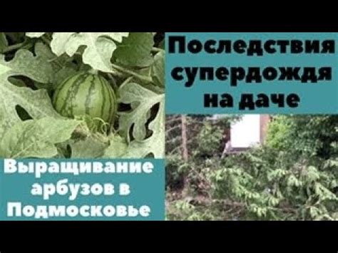 Последствия использования незрелых арбузов