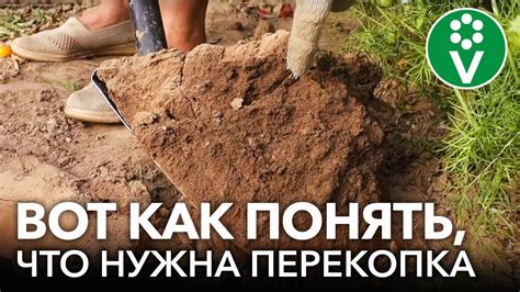 Последствия неправильной перекопки