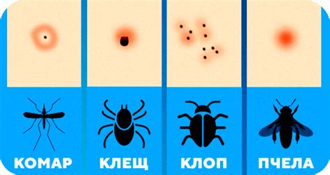 Последствия укусов насекомых: опасность скрыта в их жале