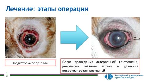 Последствия энуклеации глазного яблока у собаки