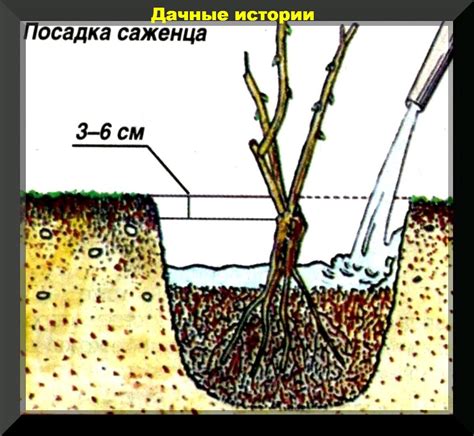 Последующий уход за пересаженными растениями