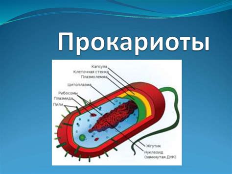 Почему бактерии прокариоты?