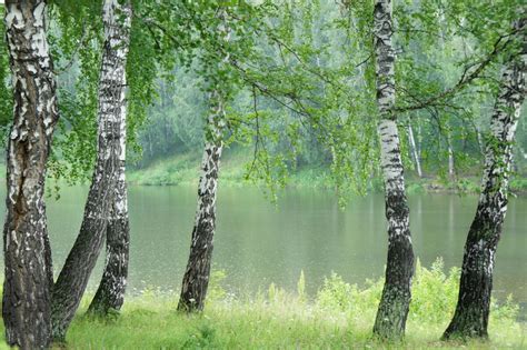 Почему березы гнутся к земле