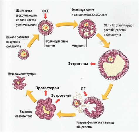 Почему важно знать значение наличия двух желтых тел в яичниках